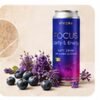 VIVORA FOCUS
